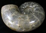 Huge Wide Polished Phylloceras Ammonite #22104-3